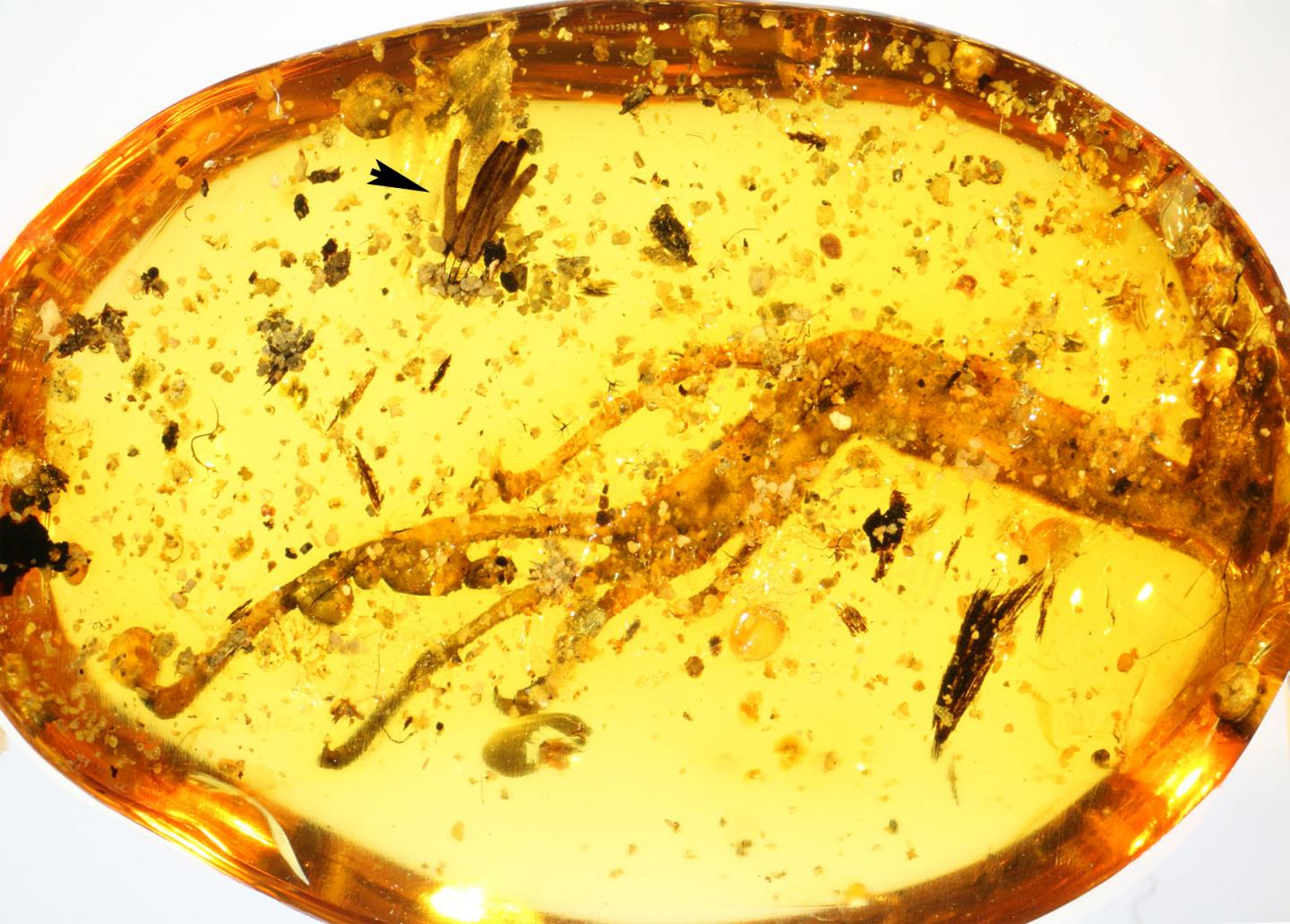RESEARCHERS DISCOVER 35 MILLION YEAR OLD INSECT TRAPPED IN AN AMBER