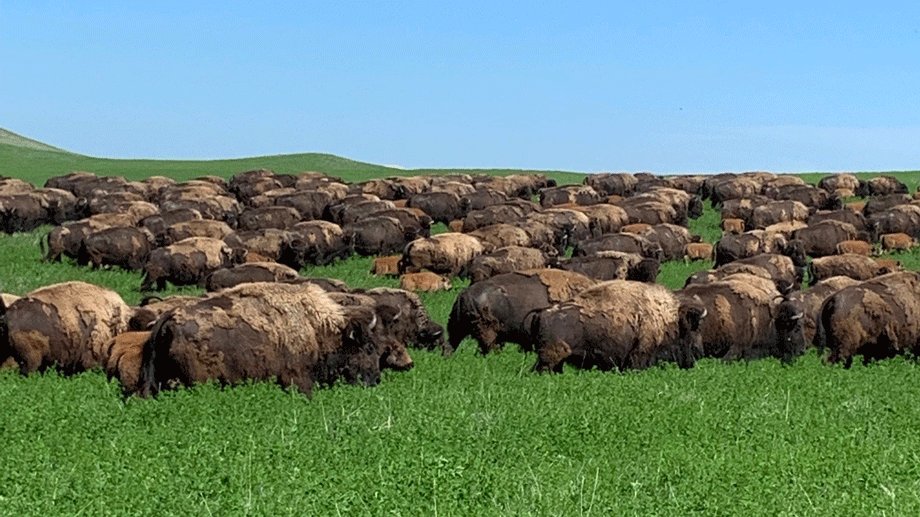 Newswise: Rotational grazing--why adoption rates have stagnated?